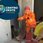 Tamandua em Divinopolis