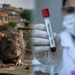 Hantavirus no Brasil